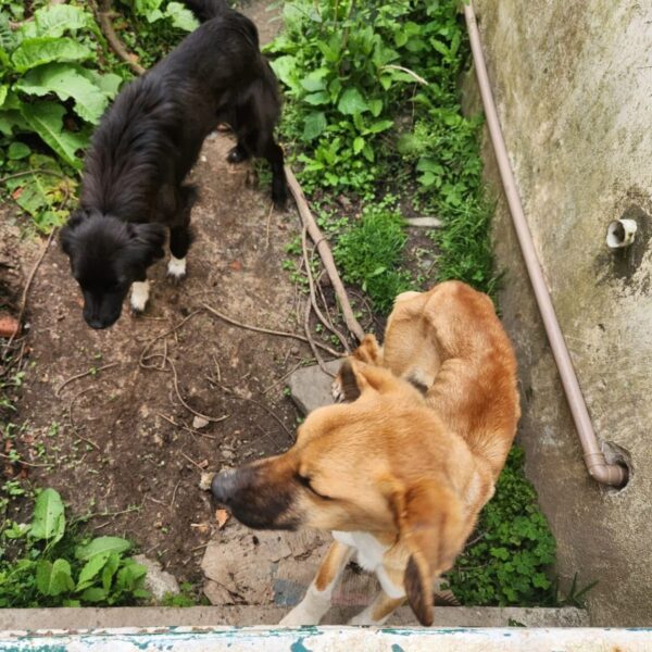 POLÍCIA CIVIL PRENDE EM FLAGRANTE HOMEM POR MAUS-TRATOS A ANIMAIS EM MAFRA