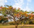 No dia 23 de setembro Ã© oficialmente declarado o inÃ­cio da Primavera no HemisfÃ©rio Sul, pois no HemisfÃ©rio Norte, nesse mesmo dia, inicia-se o outono