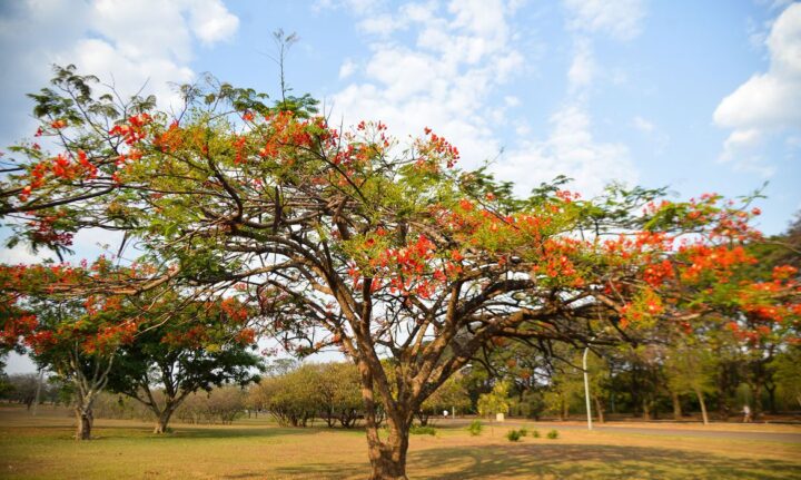 No dia 23 de setembro é oficialmente declarado o início da Primavera no Hemisfério Sul, pois no Hemisfério Norte, nesse mesmo dia, inicia-se o outono