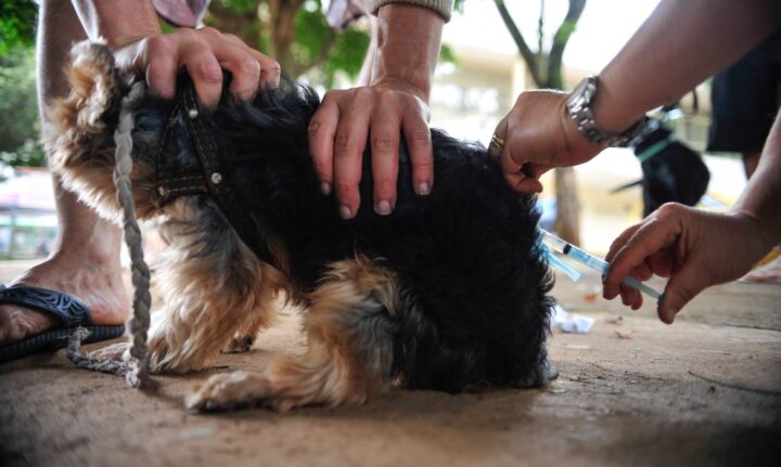 Após 40 anos, capital paulista registra primeiro caso de raiva canina