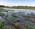Algumas plantaÃ§Ãµes ficaram completamente submersas, como esta de melancia em IÃ§ara, no Sul Catarinense