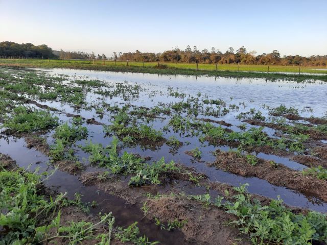 Algumas plantações ficaram completamente submersas, como esta de melancia em Içara, no Sul Catarinense