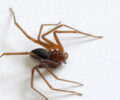 Aranha Marrom | Foto: Venilton Kuchler/Arquivo SESA