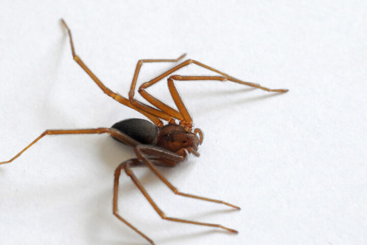 Aranha Marrom | Foto: Venilton Kuchler/Arquivo SESA