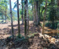Foto: IAT Litoral