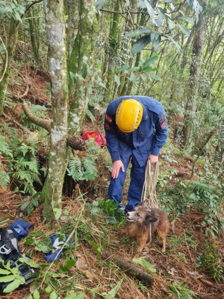 Cachorro preso em poço de 15m de profundidade é resgatado em Porto União