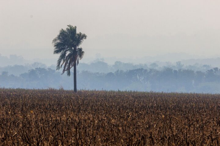 Estiagem em Pato Bragado | Foto: Edino Krug/Itaipu Binacional