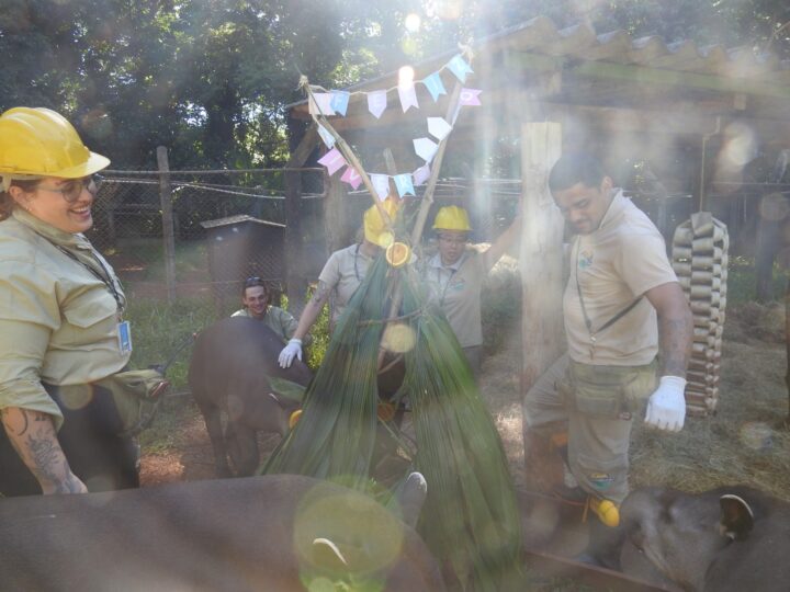 Foto: Raiz Ambiental/Itaipu Binacional