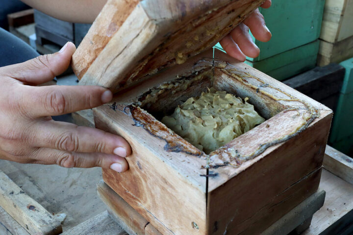 Foto: Divulgação/Projeto Opaná