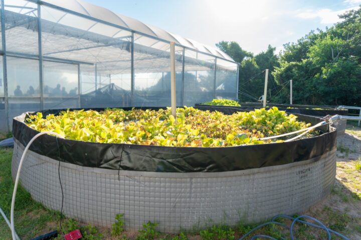 No sistema fechado, plantas aquáticas ajudam a limpar a água | Foto: Sara Cheida/Itaipu Binacional