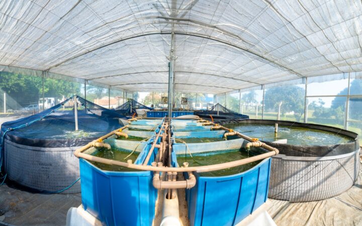 Demonstrativa e Experimental de Aquicultura em Sistema Bioflocos | Foto: Sara Cheida/Itaipu Binacional