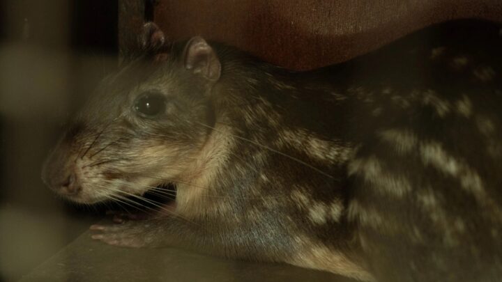 Paca que foi levada a Telêmaco Borba | Foto: Divulgação/Itaipu Binacional