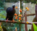 Jacutinga com Ã¡rvore de frutas | Foto: William Brisida/Itaipu Binacional