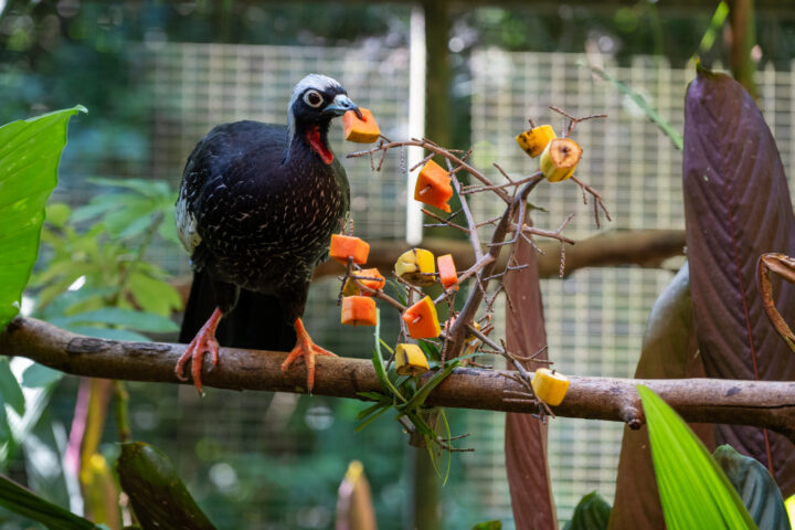 Jacutinga com árvore de frutas | Foto: William Brisida/Itaipu Binacional