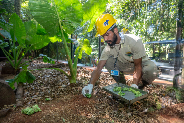 Cutias recebendo as trouxinhas recheadas | Foto: William Brisida/Itaipu Binacional