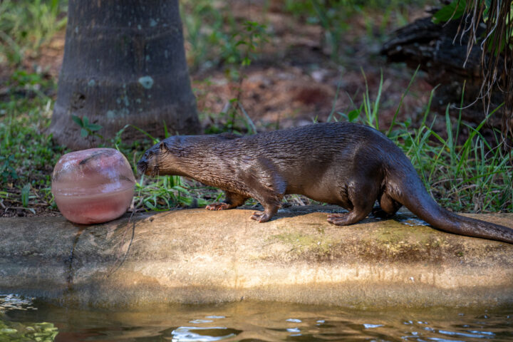Foto: William Brisida/Itaipu Binacional
