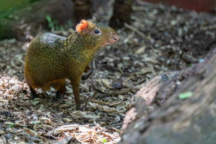 Foto: William Brisida/Itaipu Binacional