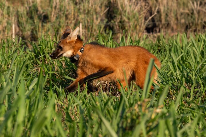 Foto: William Brisida/Itaipu Binacional