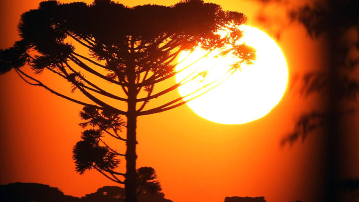 A Lei 20.223/2020 permite o plantio e a exploração comercial da araucária angustifólia, desde que em áreas específicas e com controle técnico | Foto: Orlando Kissner/Alep