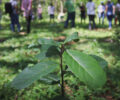 A erva-mate sombreada Ã© cultivada entre outros tipos de vegetaÃ§Ã£o, inclusive em meio Ã  mata nativa | Foto: CEDErva
