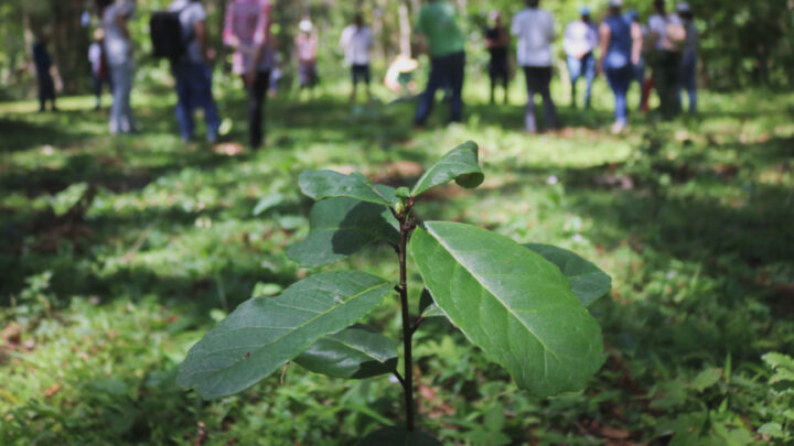 A erva-mate sombreada é cultivada entre outros tipos de vegetação, inclusive em meio à mata nativa | Foto: CEDErva