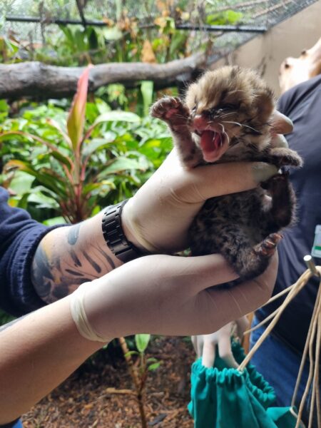 Foto: Divulgação/Itaipu