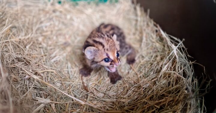 Foto: Divulgação/Itaipu