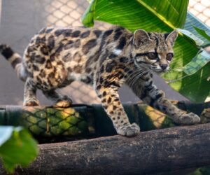 Foto: William Brisida/Itaipu Binacional