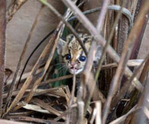 Foto: William Brisida/Itaipu Binacional