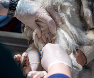 Foto: William Brisida/Itaipu Binacional