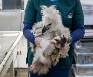 Foto: William Brisida/Itaipu Binacional