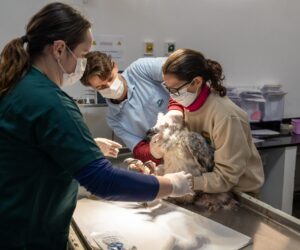 Foto: William Brisida/Itaipu Binacional