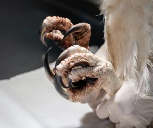 Foto: William Brisida/Itaipu Binacional