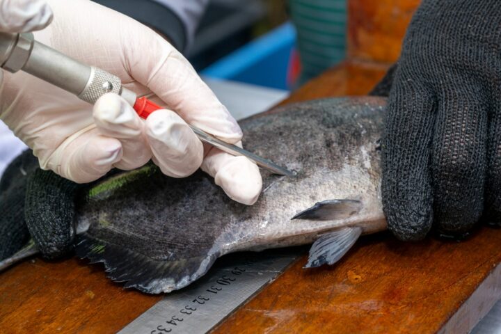 Marcação de peixe para soltura no reservatório | Foto: William Brisida/Itaipu