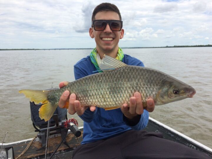 Peixe da espécie piapara marcada pela Itaipu capturada por pescador | Foto: Divulgação/Itaipu