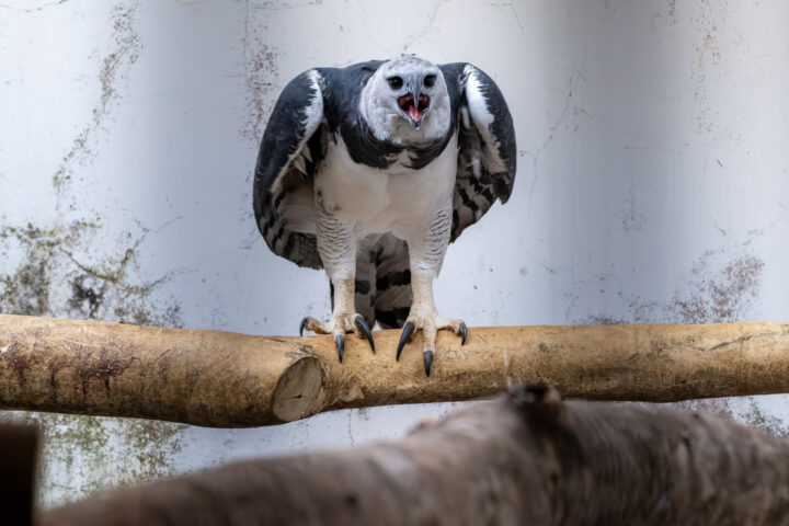 Foto: William Brisida/Itaipu Binacional