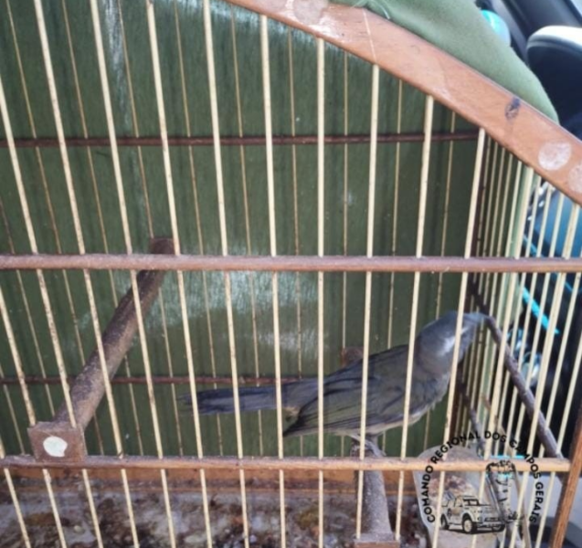 Morador entrega animais silvestres voluntariamente à Polícia Militar