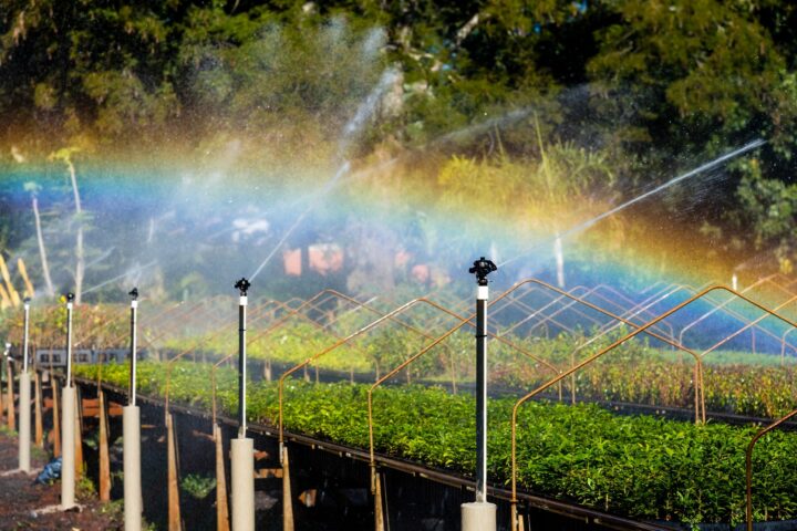 No viveiro do Refúgio Biológico Bela Vista são produzidas 350 mil mudas de árvores por ano | Foto: Rubens Fraulini/Itaipu Binacional