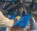 Potencial estimado de produÃ§Ã£o de peixes no reservatÃ³rio Ã© de 400 mil toneladas ao ano | Foto: Alexandre Marchetti/ItaipuÂ Binacional