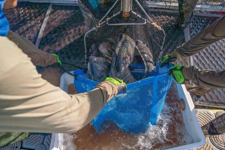 Potencial estimado de produção de peixes no reservatório é de 400 mil toneladas ao ano | Foto: Alexandre Marchetti/Itaipu Binacional
