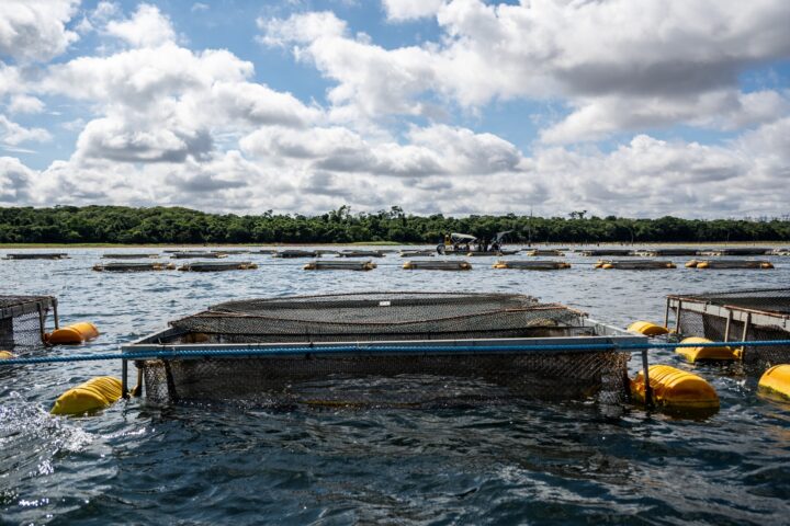 Cultivo de peixe em tanques-rede, no reservatório da Itaipu | Foto: William Brisida/Itaipu Binacional
