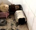 50 cÃ£es da raÃ§a spitz alemÃ£o sÃ£o resgatados de maus-tratos no ParanÃ¡