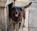 Jovens suspeitos no Caso Orelha tentaram afogar outro cachorro