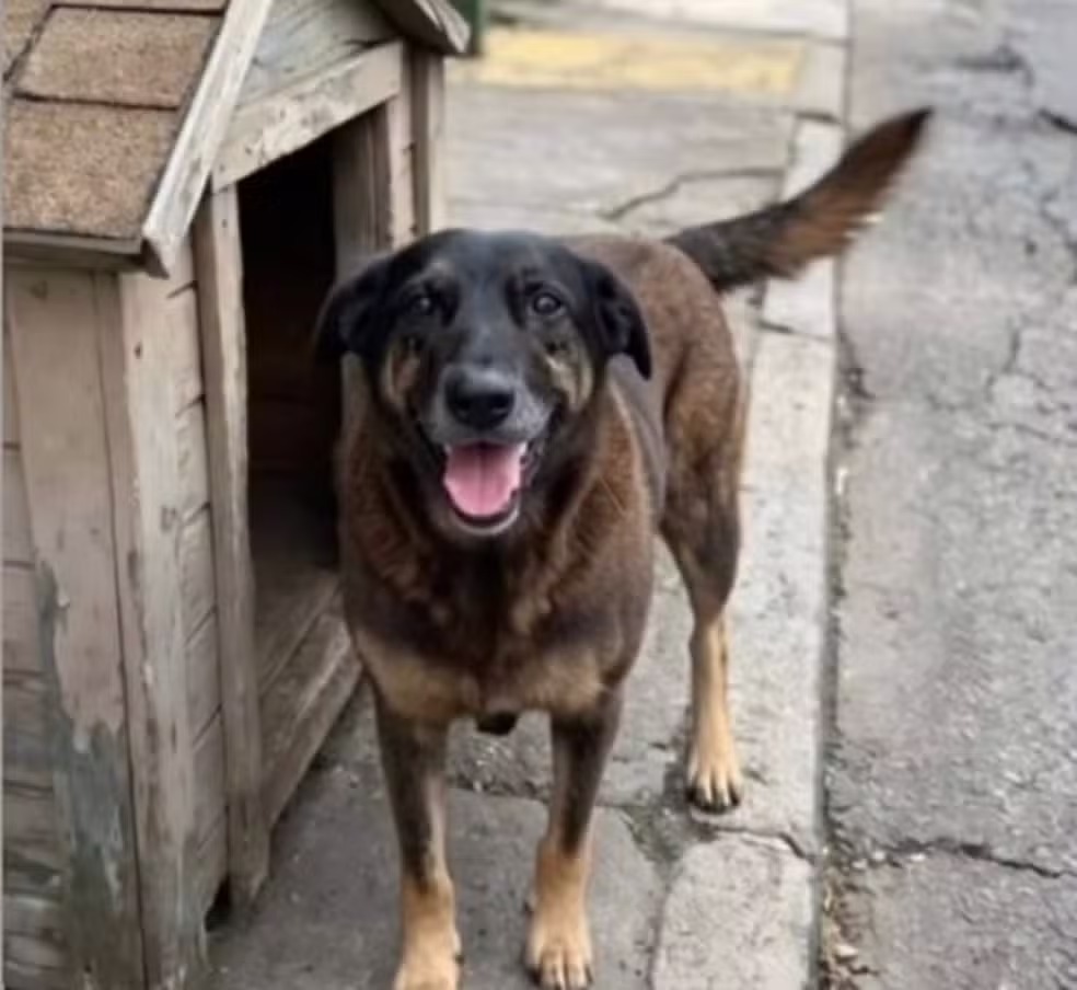 Jovens suspeitos no Caso Orelha tentaram afogar outro cachorro