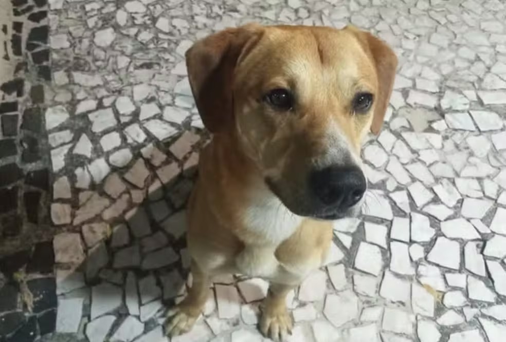 Jovens suspeitos no Caso Orelha tentaram afogar outro cachorro