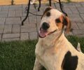 Caso Abacate: cachorro comunitÃ¡rio Ã© morto a tiros em Toledo