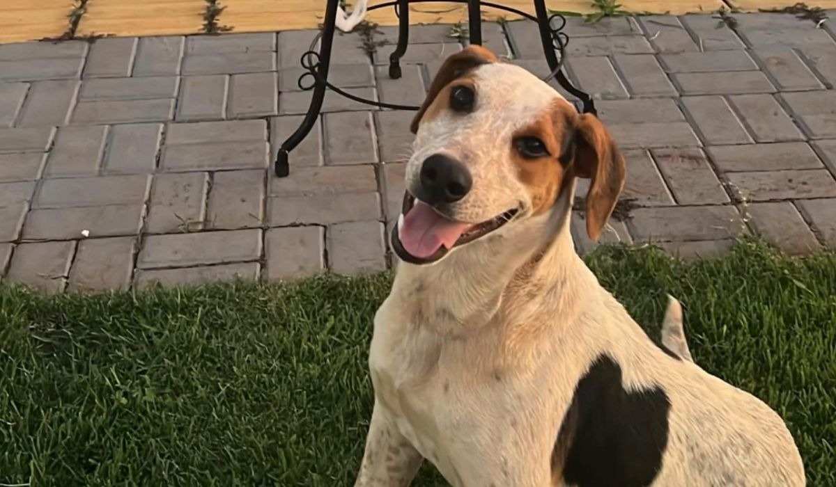 Caso Abacate: cachorro comunitário é morto a tiros em Toledo