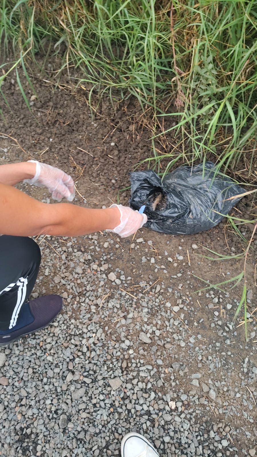 DENÚNCIA: Mais um caso de descarte de corpo de animal em União da Vitória