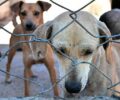 Homem confessa zoofilia e consumo de carne de cachorro no ParanÃ¡