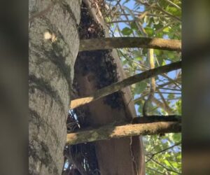 Idoso Ã© encontrado morto com mais de 100 picadas de abelha em Santa Catarina